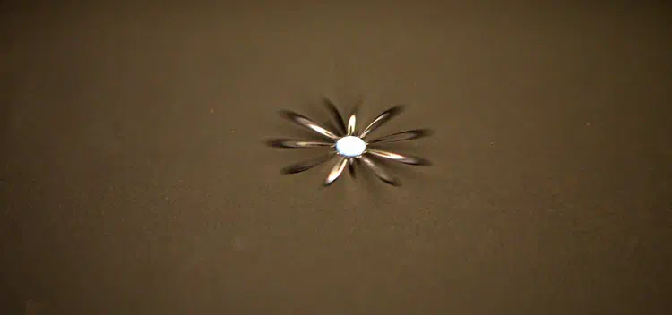 flower54_compressed.jpg
